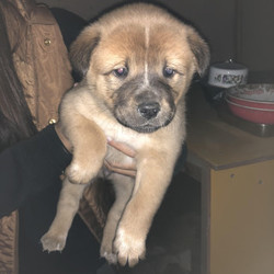 雑種の子犬お見合い会。 サムネイル1