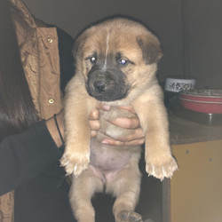 雑種の子犬お見合い会。 サムネイル2