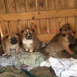 雑種の子犬お見合い会。 サムネイル3