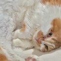 飼育歴ある方向け甘えん坊の長毛猫ディジーちゃん