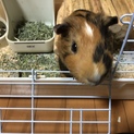 モルモット オス 里親募集