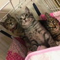 キジトラ３兄弟♪