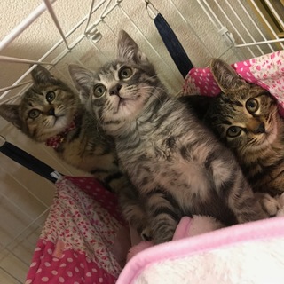 キジトラ３兄弟♪