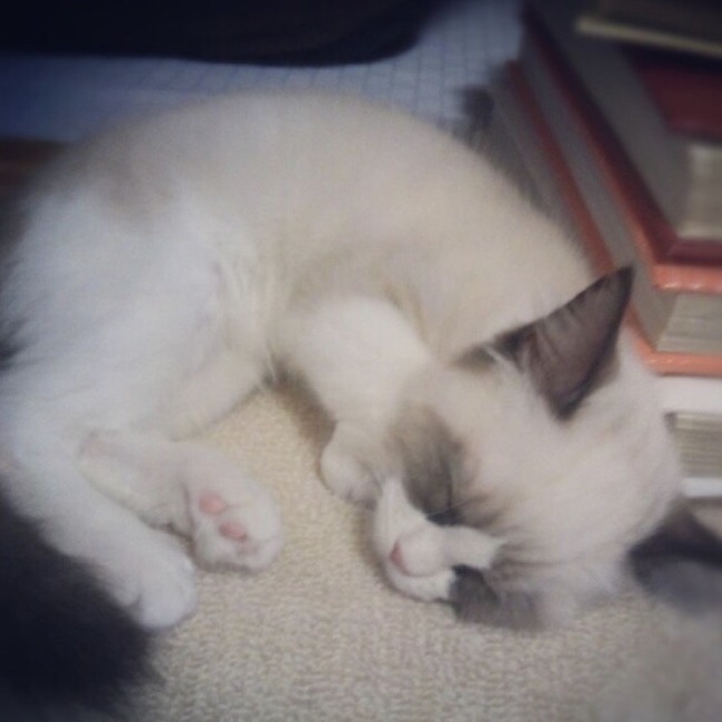 ムクロウのカバー写真