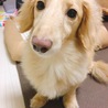 さくら