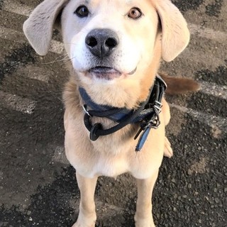 ラブラドール風Mixのジャズ君家族募集中！