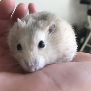 ぺろぺろ舐めてくれる優しい男の子です。惚れそうです♥️