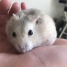 ぺろぺろ舐めてくれる優しい男の子です。惚れそうです♥️