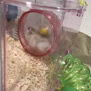 おでぶだから頑張ってます。