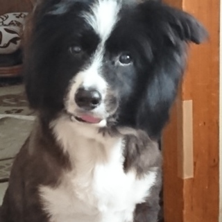 【至急】１２歳のボーダーコリー♂