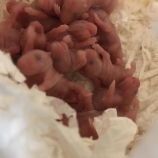 12/17生まれのキンクマ 赤ちゃんです