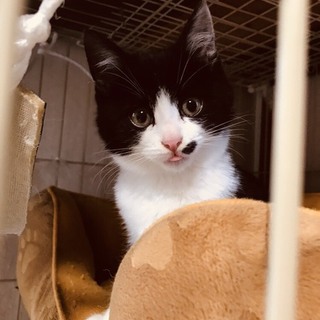 新しい家族がみつかりました♪