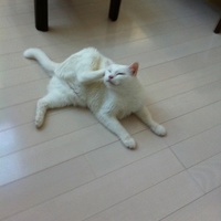 ミルク
