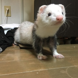 1歳2ヵ月のフェレットです。