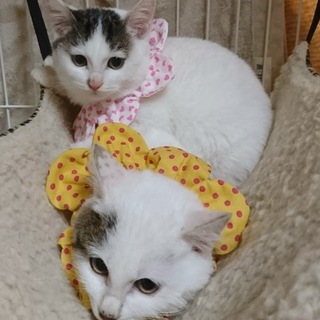 可愛さ満点❤️ジャムちゃんパンちゃん2ヶ月