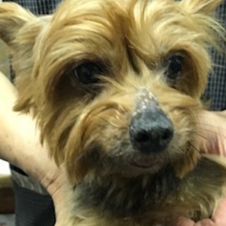 ヨーキーの女の子