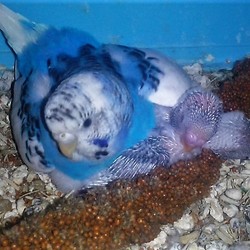 「残念な報告」サムネイル1