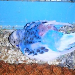 「残念な報告」サムネイル2