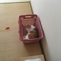 のんちゃん