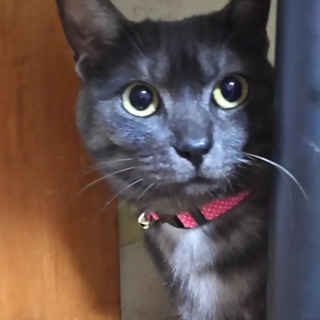 お利口さんなお留守番ねこ