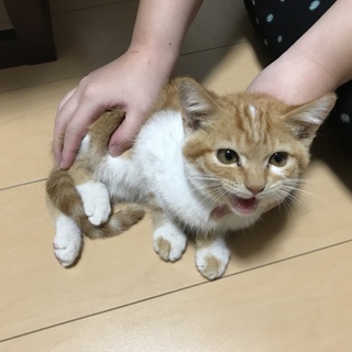 誰か家族になってあげてください！！