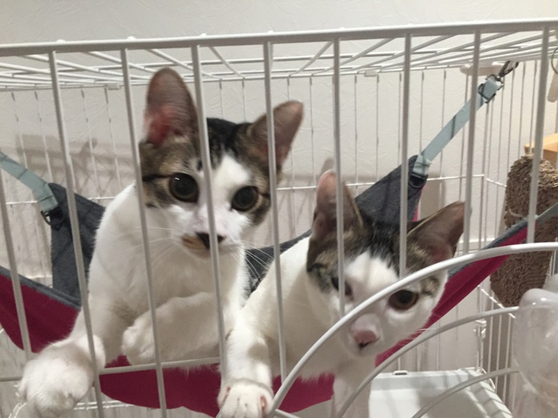 仲良しサバ白ハチワレ兄 神奈川県 猫の里親募集 ペットのおうち 月間利用者150万人