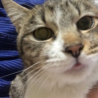 初心者高齢者向け穏やか甘えん坊の仮名ヒロミちゃん