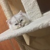 だおちゃん