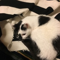 もも