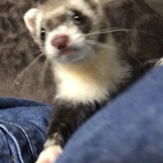 元気なフェレット～