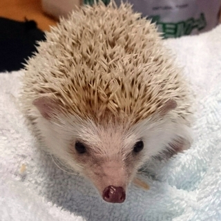 応募を一時停止させていただきます