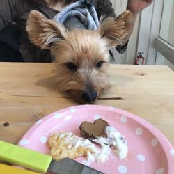 無麻酔の歯石取り