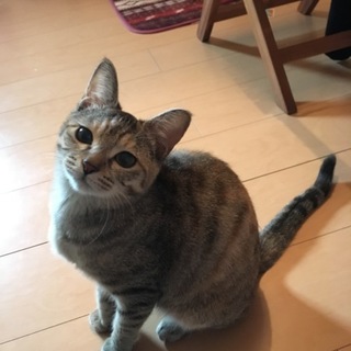 お見合いのお話を頂いたので一時募集を中断します。