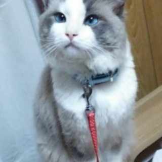 怪獣ラグくん 急募！