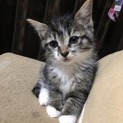 ふわふわキジトラ風子猫♀