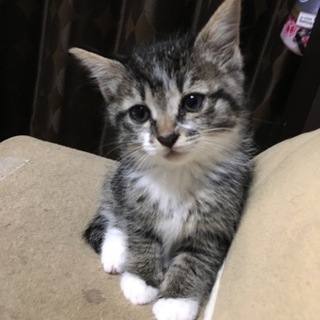 ふわふわキジトラ風子猫♀