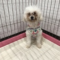 かわいいトイ・プードルの里親さん募集！