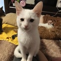 小柄で耳の大きな白猫♀
