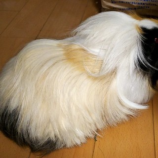 【交渉成立】モルモット♂2歳の里親様募集