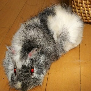 【交渉成立】モルモット♂2歳の里親様募集