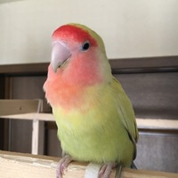 ぴー
