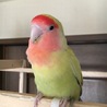 ぴー