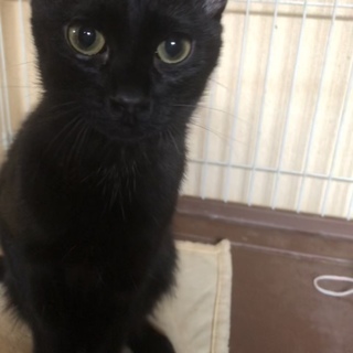 子猫の里親急募