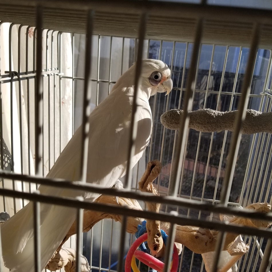 岡村麗子のカバー写真