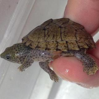 成立しました！。ありがとうございます。