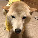 交渉中