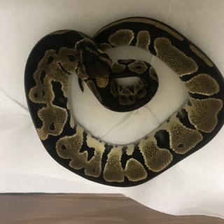 ボールパイソンノーマル