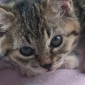 子猫★2カ月メス★トラ★人馴れしてます