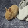 子うさぎ里親募集 サムネイル3