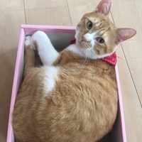 茶助